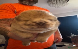 Chow Chow dogs for sale: ** Female Merle Puppy ** - Advert 7