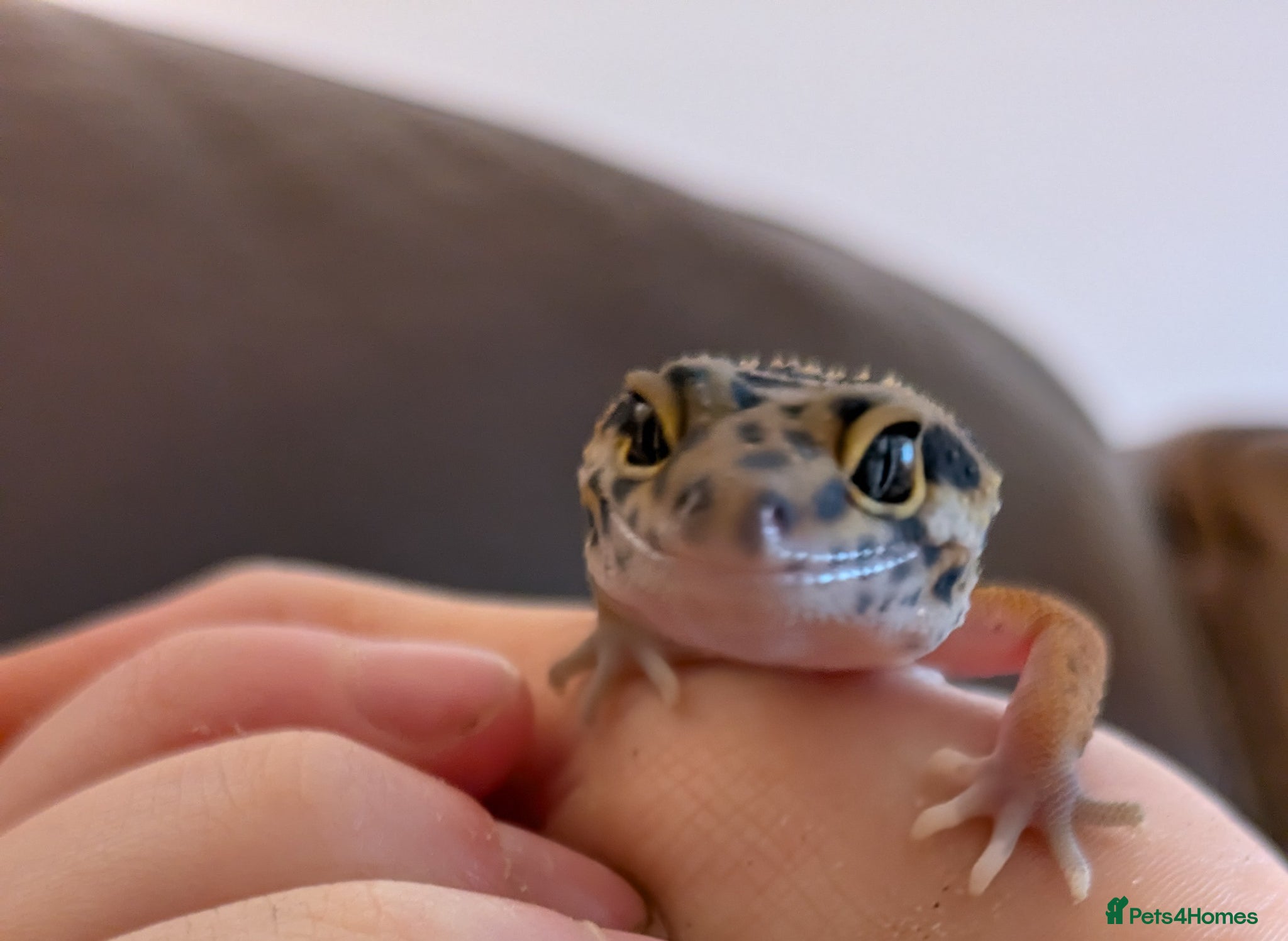 Gecko reptiles Young and tame leopard gecko - Advert 8