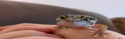 Gecko reptiles for sale: Young and tame leopard gecko in Exeter - Advert 1