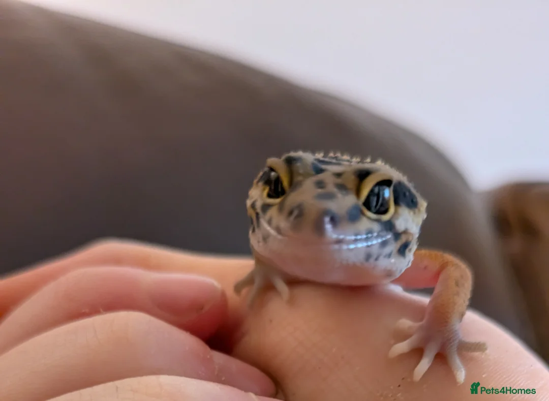 Gecko reptiles for sale: Young and tame leopard gecko in Exeter - Advert 1