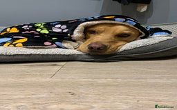 Labrador Retriever dogs for sale: My boy Lenny  - Image 9