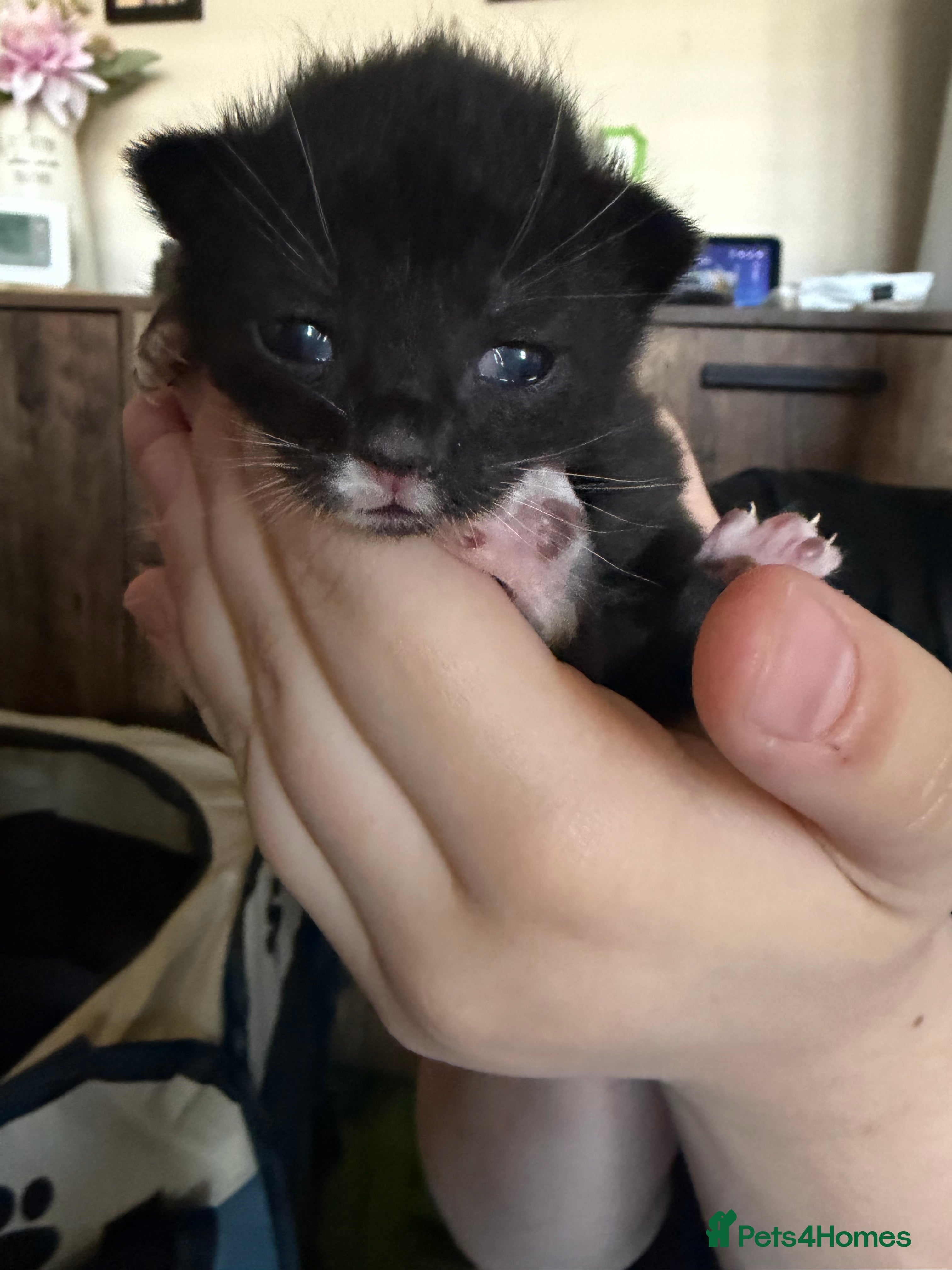 Mixed Breed Kitten 2