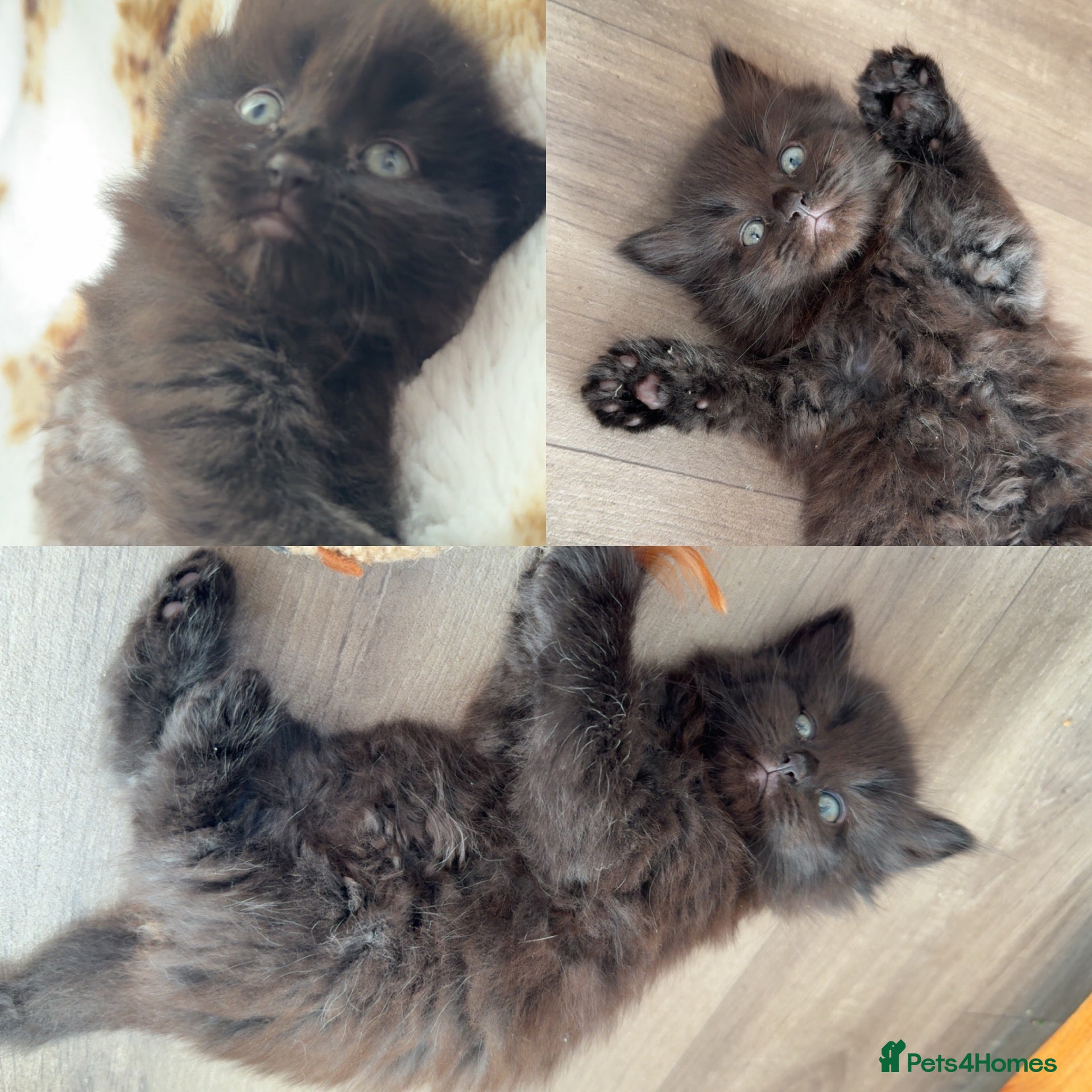 Ragdoll cats ✨2 Left✨Beautiful Ragdoll Mix Kittens - Advert 7