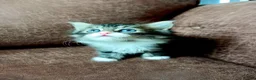 Mixed Breed cats for sale: 3 mixed breed kittens in Barnsley - Advert 9