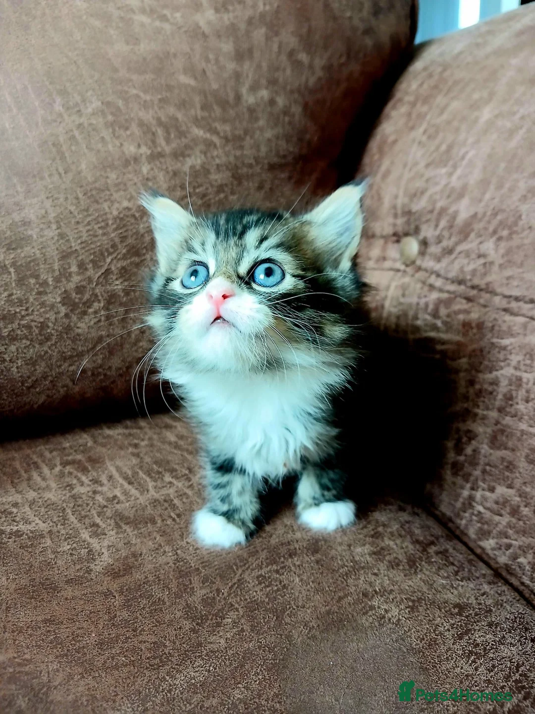 Mixed Breed cats for sale: 3 mixed breed kittens in Barnsley - Advert 9