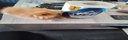 Pomeranian dogs for sale: Well Bred  **  Pomeranians  - Advert 5