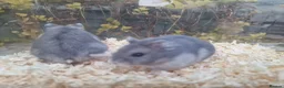 Hamster rodents for sale:  Beautiful baby winter white russian hamsters - Advert 10
