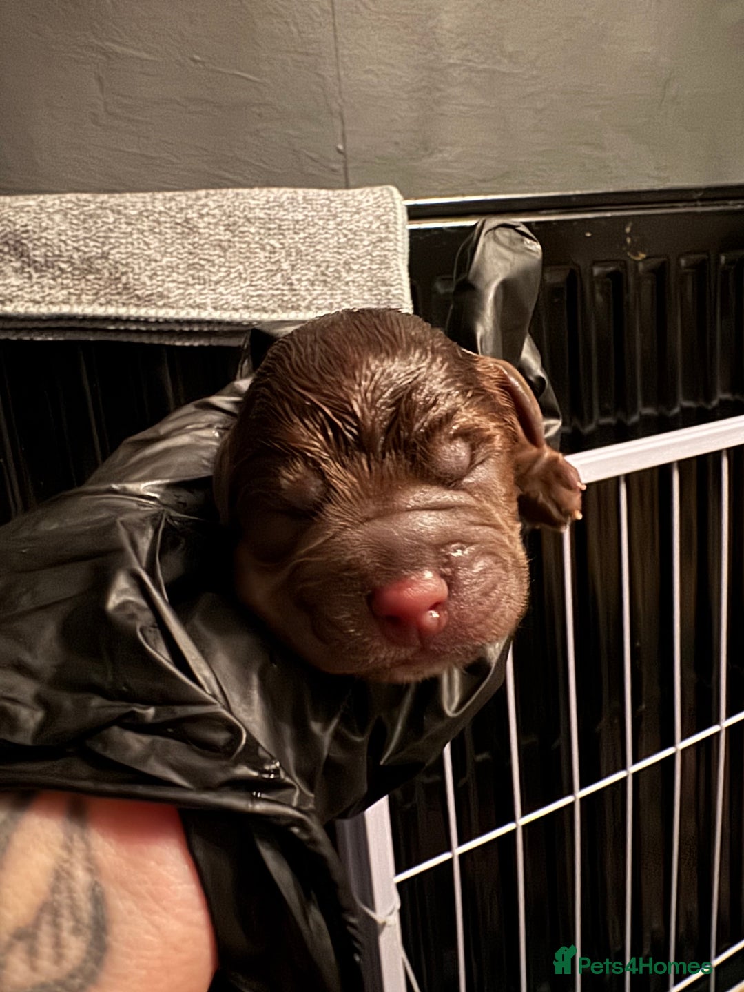 Mixed Breed dogs for sale: Chihuahua x  - Advert 5