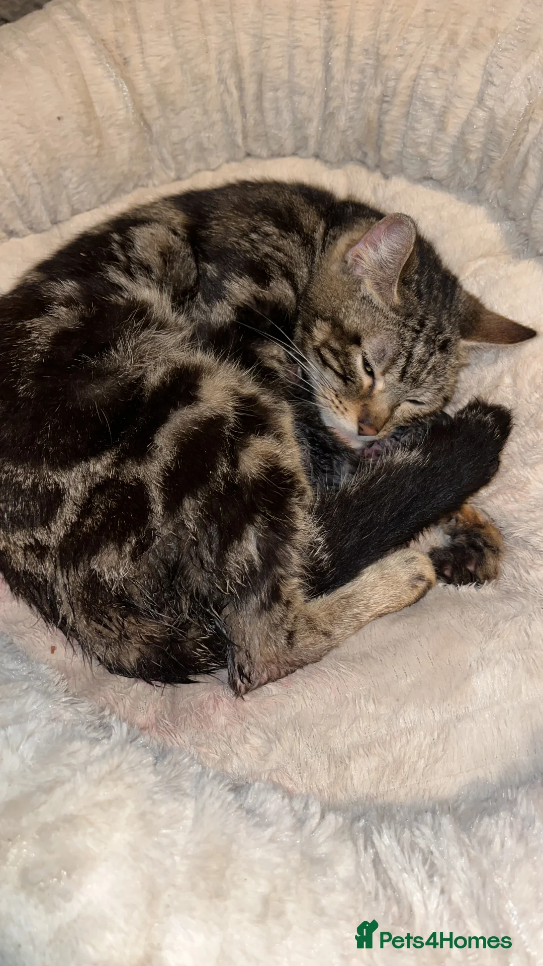 Mixed Breed cats for sale: Gorgeous bengal cross kittens  - Advert 1