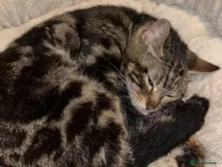 Mixed Breed cats Gorgeous bengal cross kittens - Advert 1