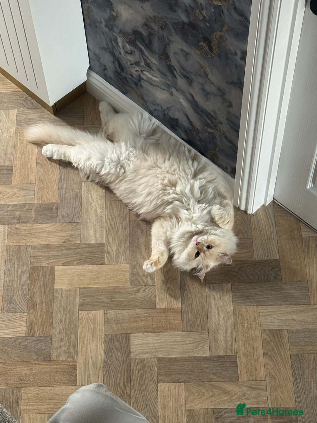 Siberian cats for sale: Loving Siberian Male for rehoming - Image 4