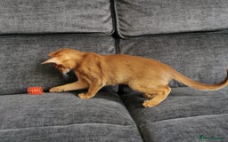 Abyssinian cats for sale: Available NOW 🤩Abyssinian kittens 😍 in Lincoln - Image 21