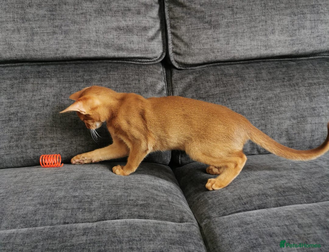 Abyssinian cats for sale: Available NOW 🤩Abyssinian kittens 😍 in Lincoln - Image 21