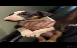 Bull Terrier dogs for sale: 💥 ENGLISH BULL TERRIERS   💥 - Image 7