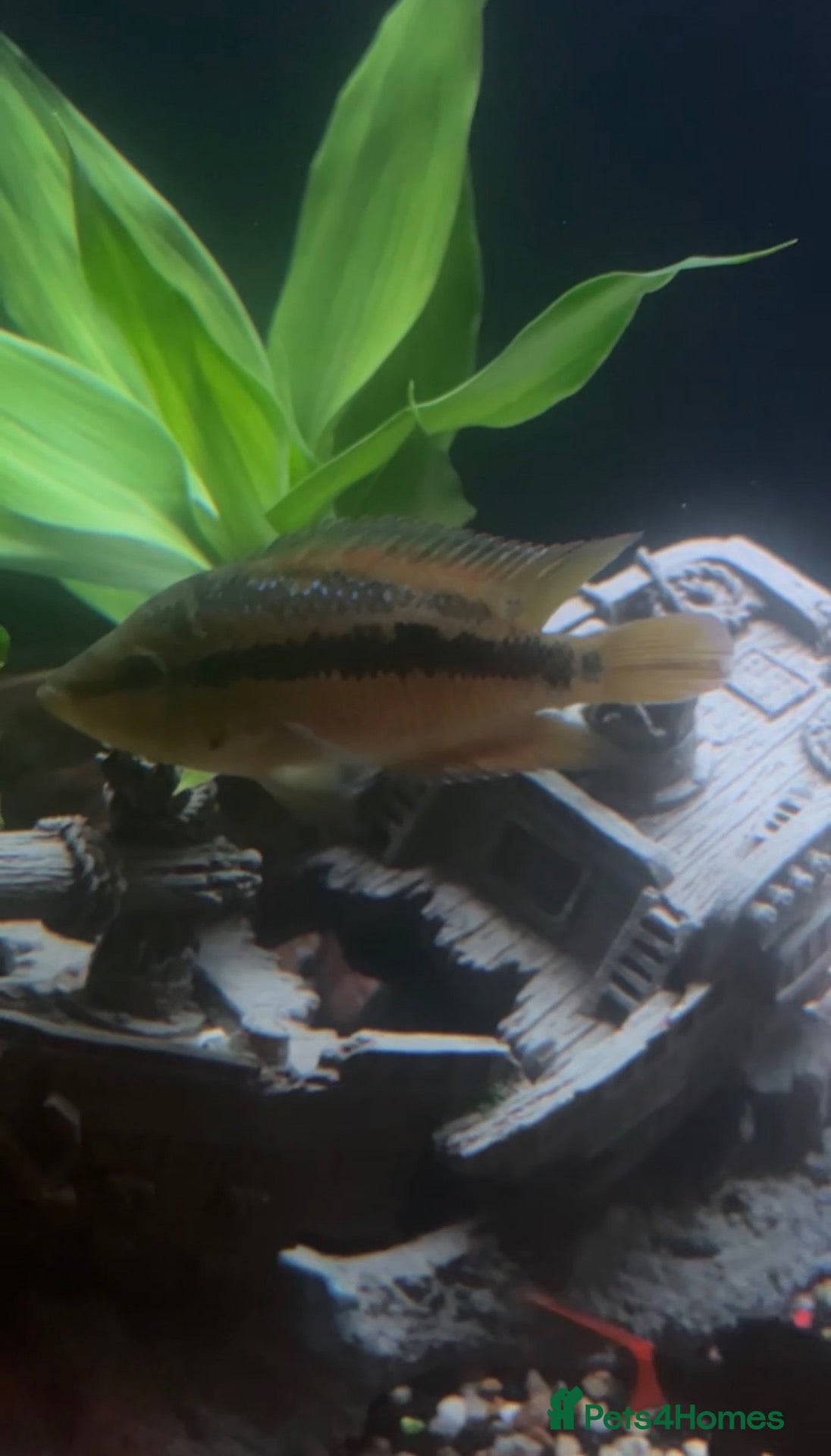 Cichlids fish Salvini Cichlid  - Advert 8