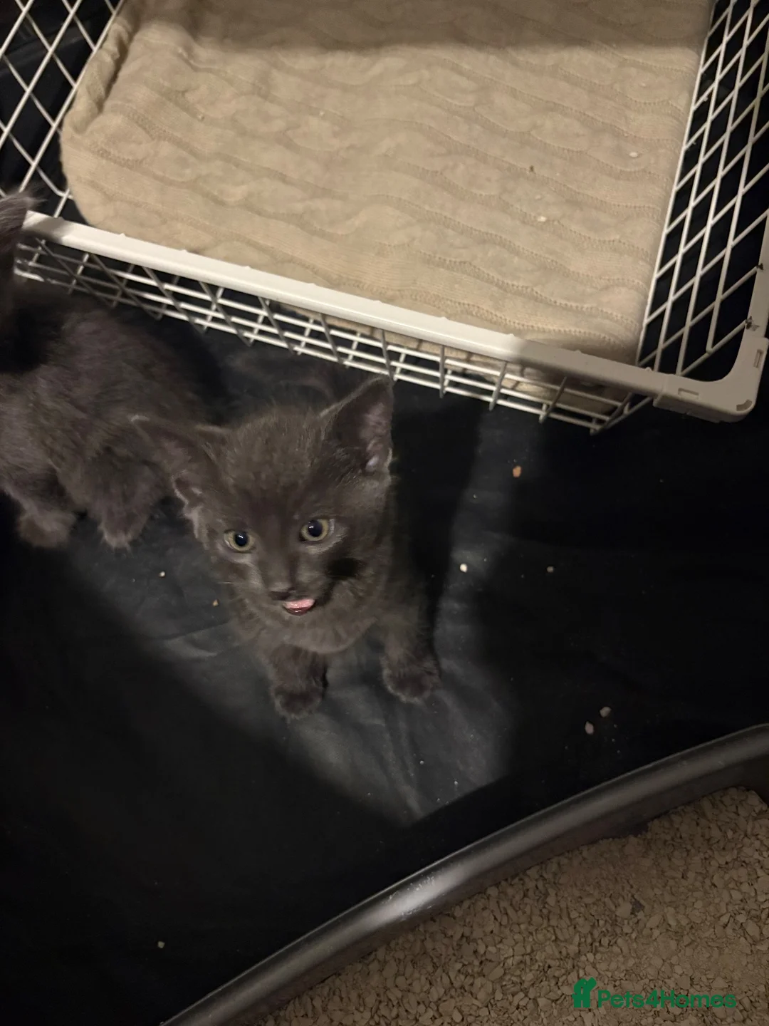 Korat cats for sale: Kittens - Advert 2