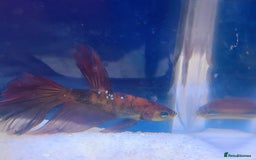 Bettas fish for sale: Betta fish seeking homes  - Image 2
