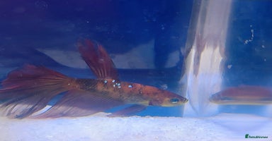 Bettas fish - Advert 6
