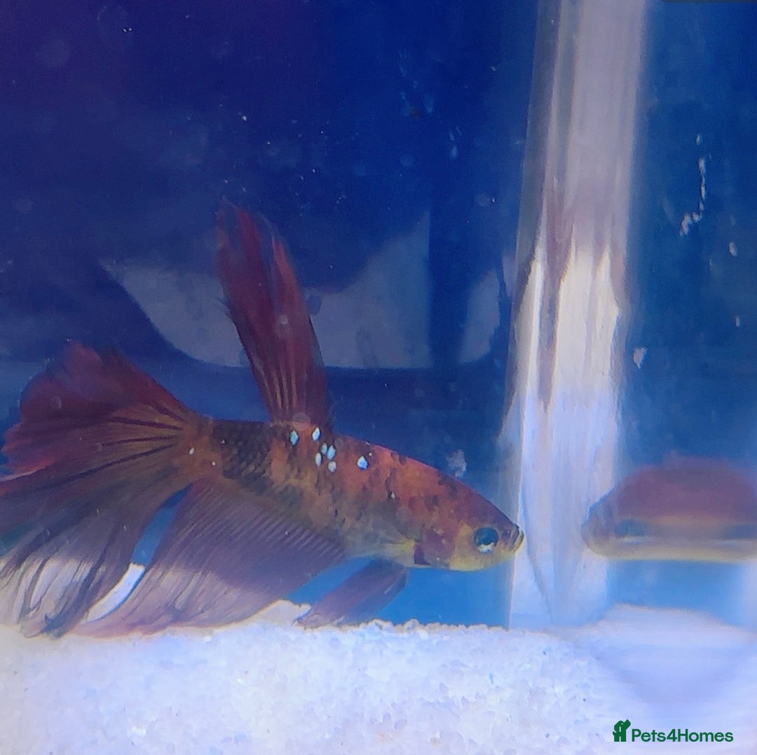 Bettas fish for sale: Betta fish seeking homes  - Image 2