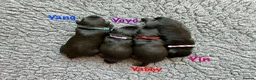 Miniature Schnauzer dogs for sale: BVA/MAC TESTED CLEAR - KC REG 2 BLACK GIRLS - Advert 18