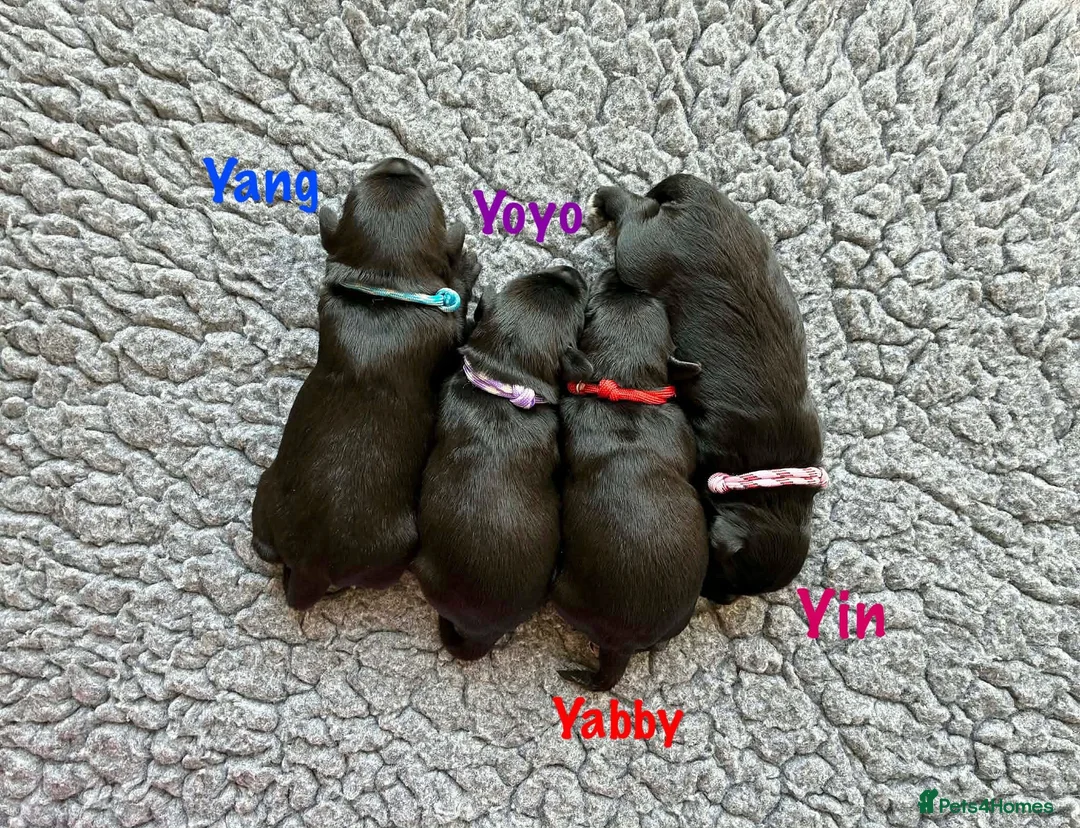 Miniature Schnauzer dogs for sale: BVA/MAC TESTED CLEAR - KC REG 2 BLACK GIRLS - Advert 18
