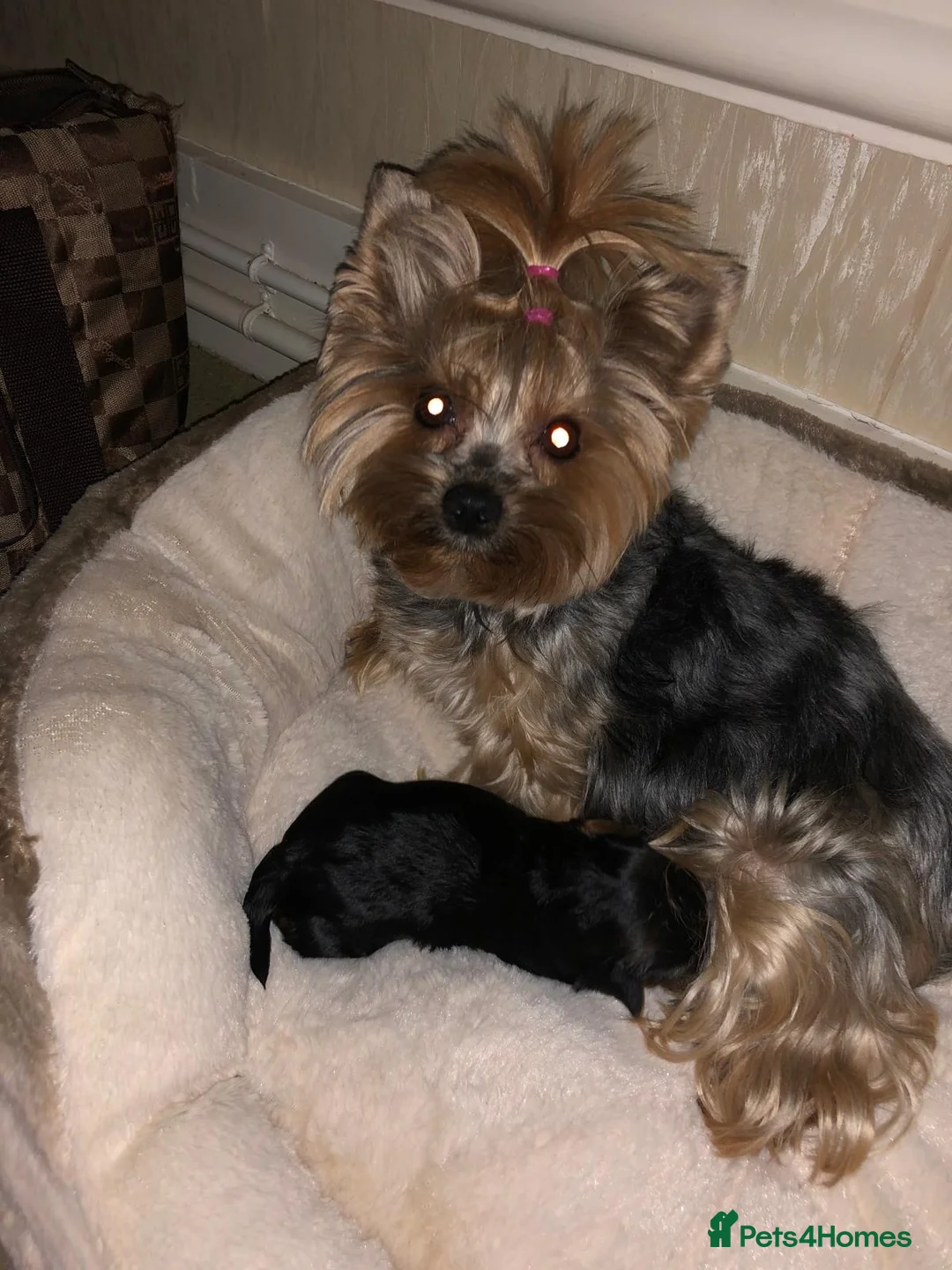 Yorkshire Terrier dogs for sale: Miniature Yorkshire terrier puppies  - Advert 2