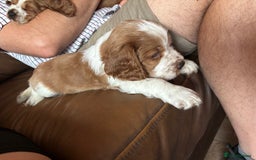 Welsh Springer Spaniel dogs for sale: Home Reared Handsome Boys - Image 3