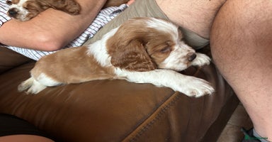 Welsh Springer Spaniel dogs - Advert 14