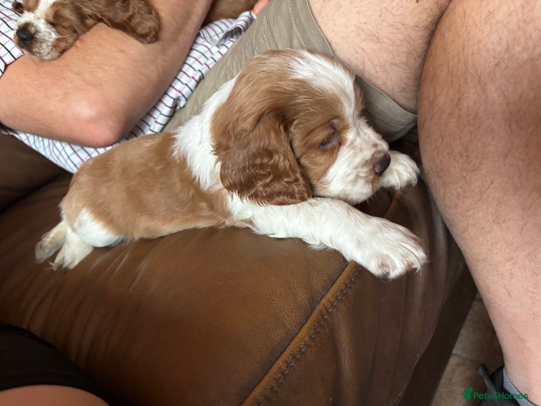 Welsh Springer Spaniel dogs for sale: Home Reared Handsome Boys - Image 3