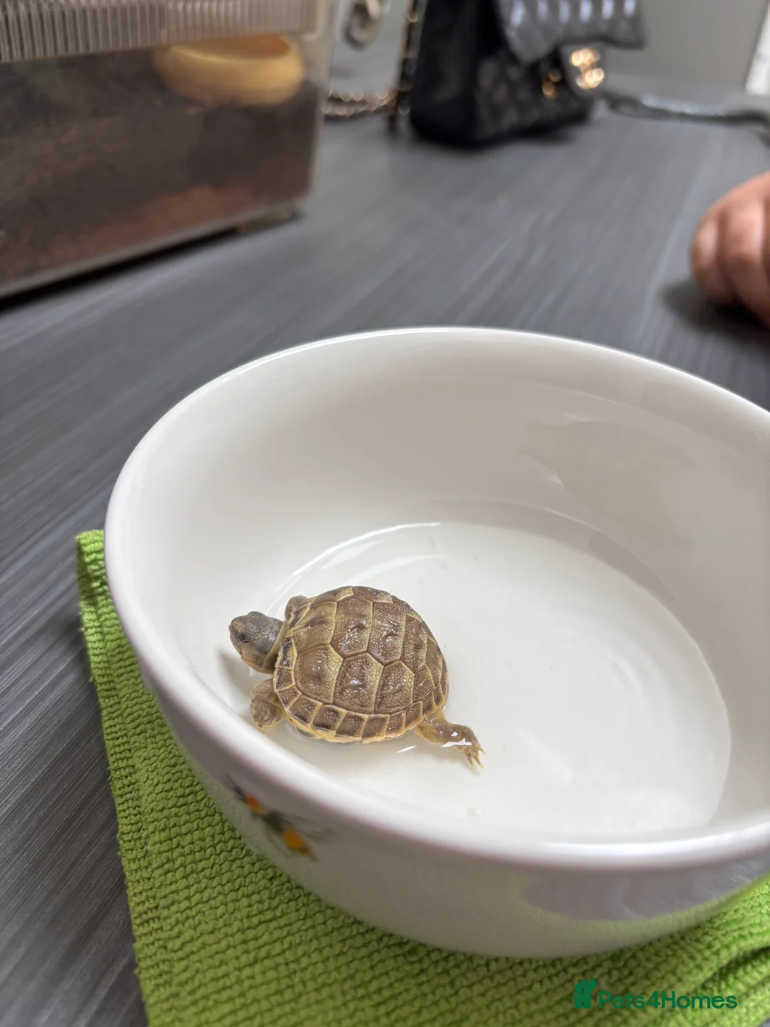 Tortoise reptiles for sale: STUNNING UK BRED HORSEFIELD BABIES AVAILABLE!! - Advert 7