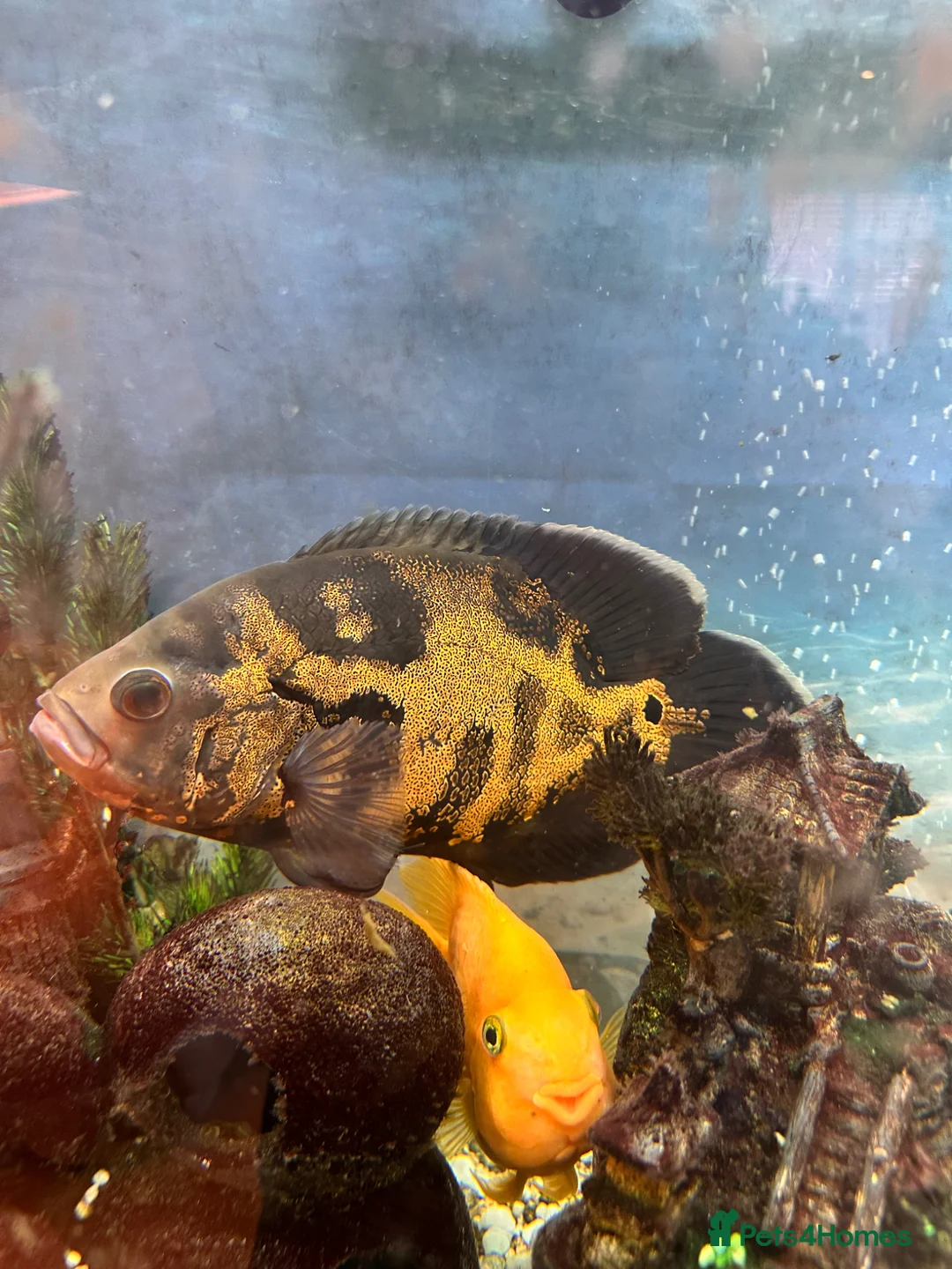 Cichlids fish for sale: Large Oscar cichlid - Advert 2