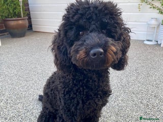 Miniature Poodle dogs Miniature Poodle for Rehome - Advert 3