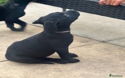 Mixed Breed dogs for sale: Rottweiler x staff puppies ready now  - Image 3