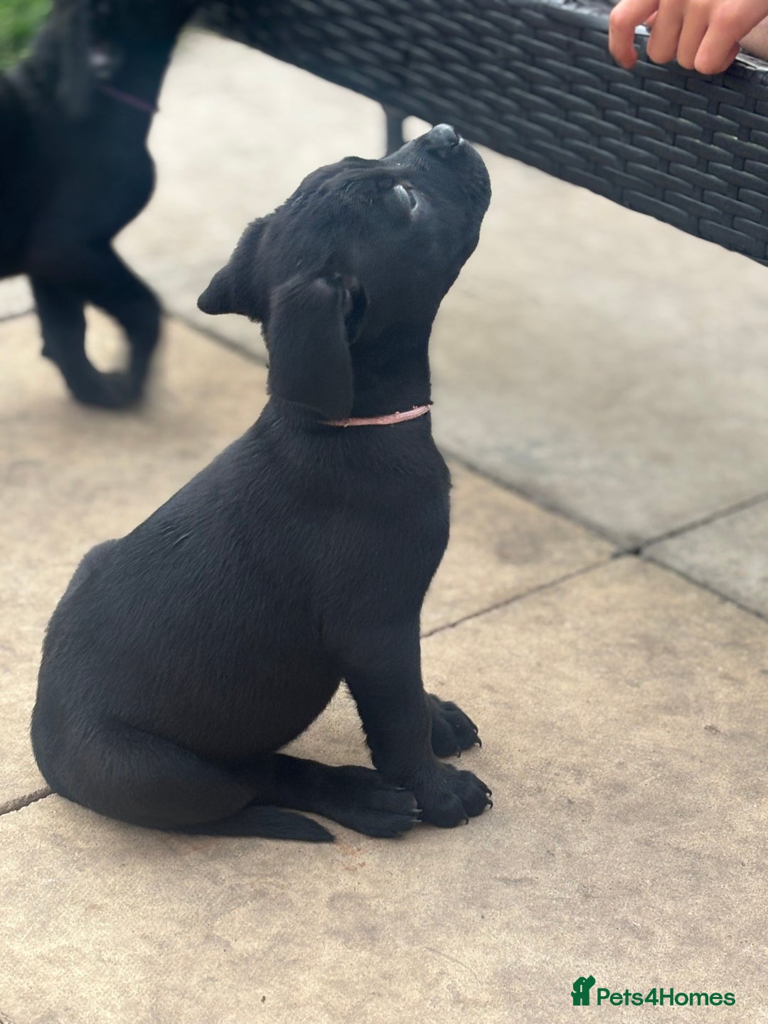 Mixed Breed dogs for sale: Rottweiler x staff puppies ready now  - Image 3