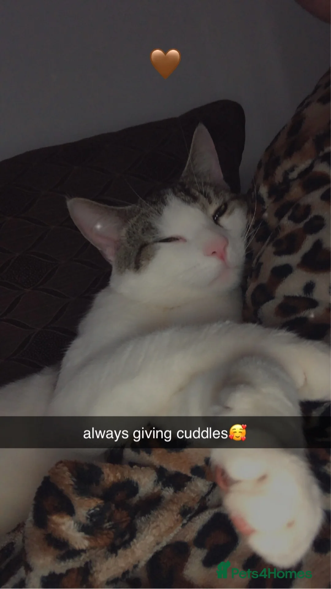 British Shorthair cats for sale: One 2 year old male - Advert 2