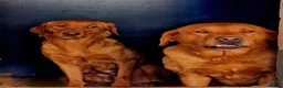 Labrador Retriever dogs for sale: Beautiful Labrador Puppies KC REGISTERED - Advert 9