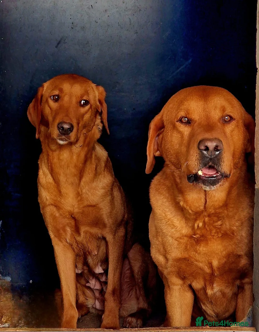 Labrador Retriever dogs for sale: Beautiful Labrador Puppies KC REGISTERED - Advert 9
