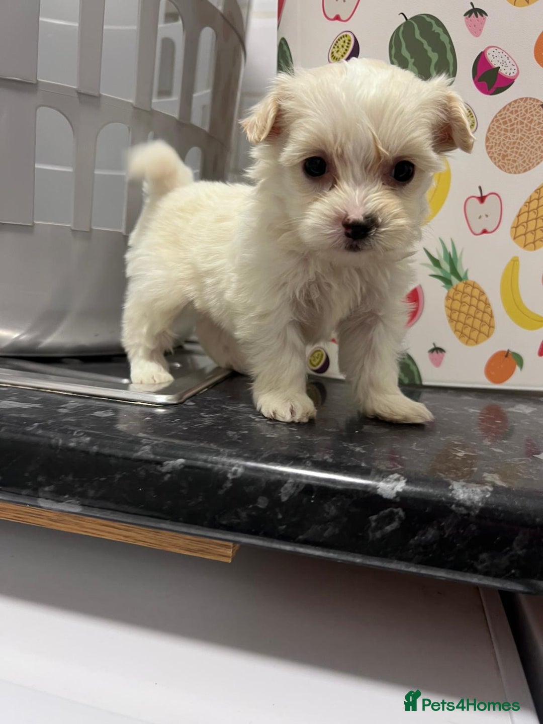 Maltipoo dogs for sale: maltepoo - Advert 6