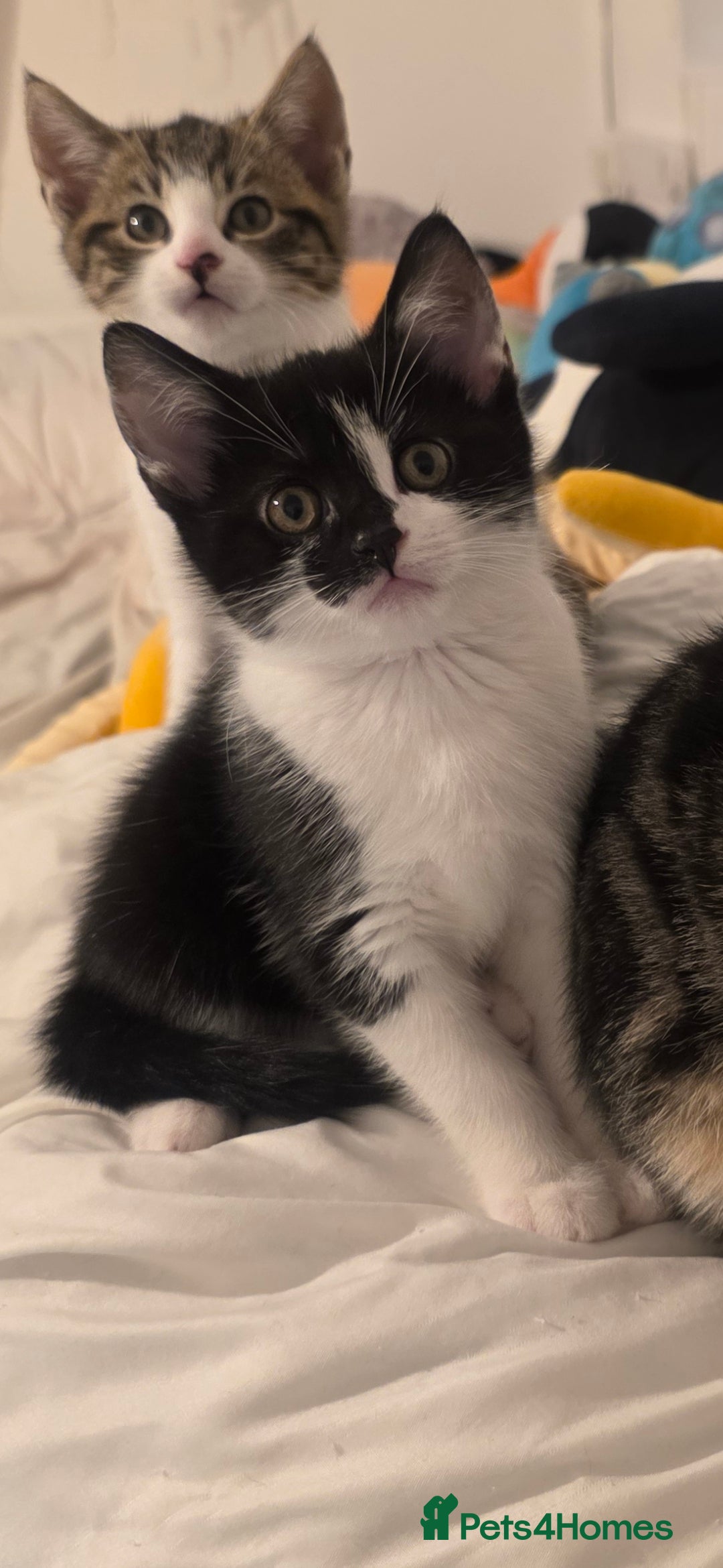 Mixed Breed cats for sale: 3 boys and 1 girl ready for new homes.  - Advert 2