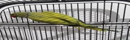 Parrots birds for sale: Beautiful male rare ringneck talking parrot  - Advert 3