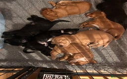 Cocker Spaniel dogs for sale: Beautiful working cocker spaniel puppies  - Image 1