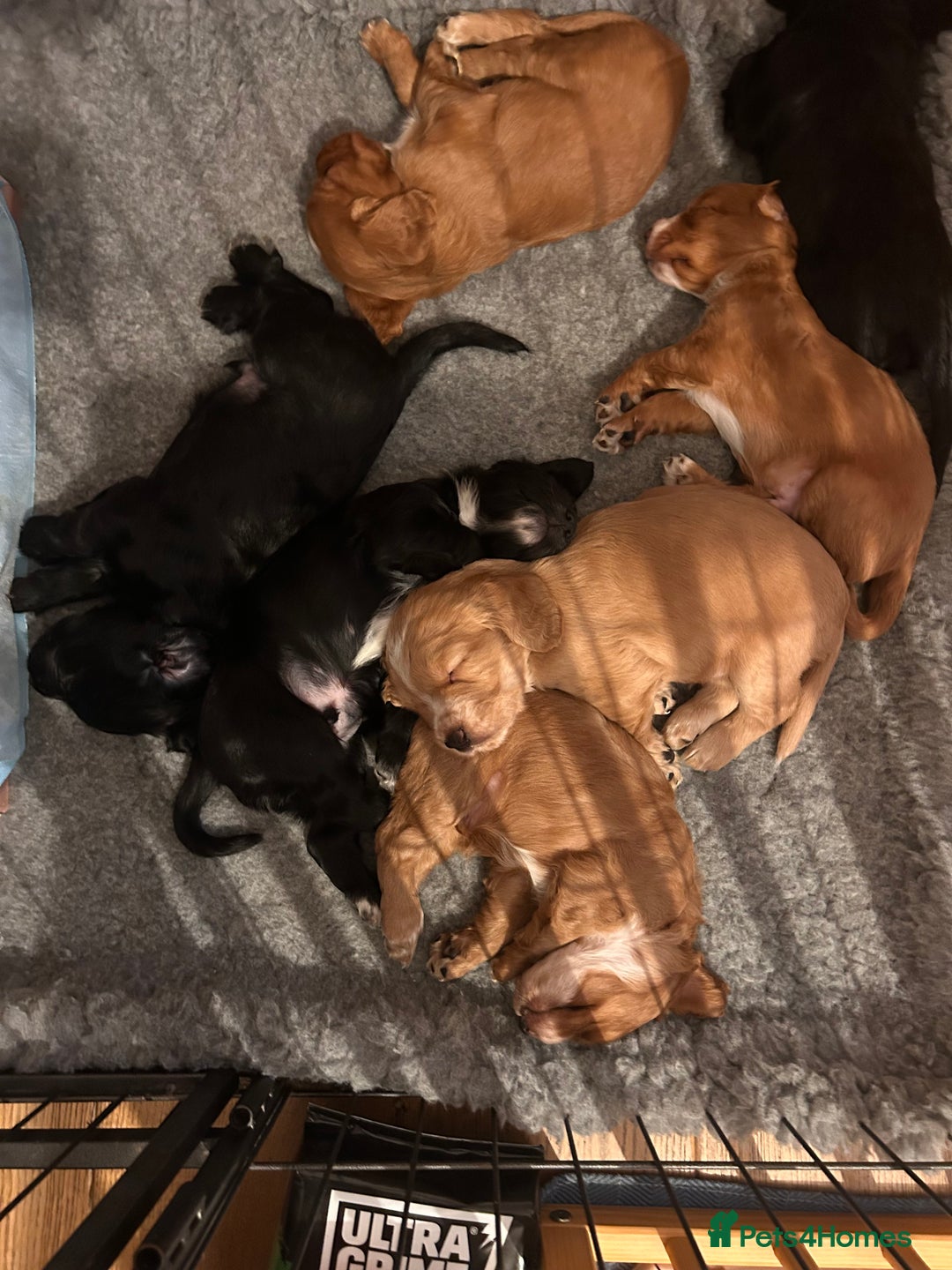 Cocker Spaniel dogs for sale: Beautiful working cocker spaniel puppies  - Image 1