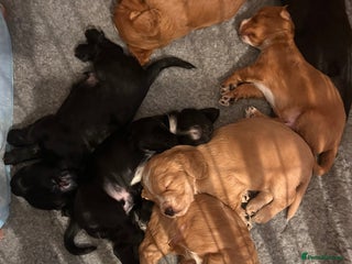 Cocker Spaniel dogs - Advert 3