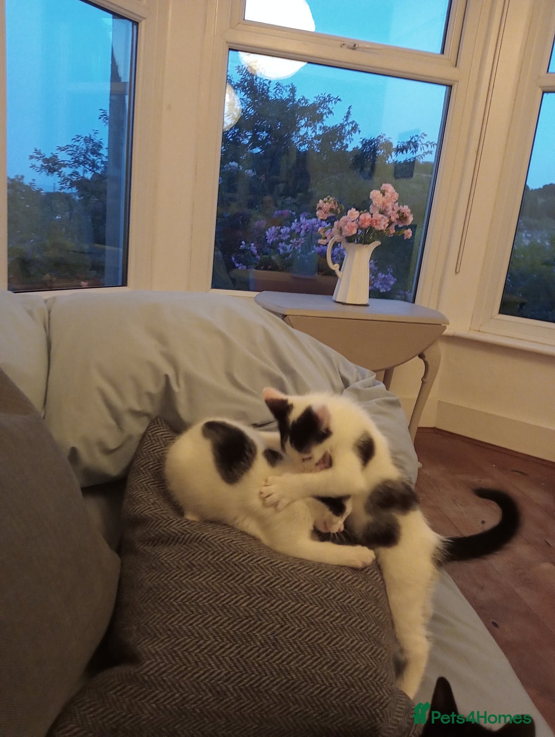 British Shorthair cats for sale: Two white and black sisters - Image 5