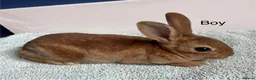 Rex rabbits for sale: Pure bred mini Rex 🐰  - Advert 7
