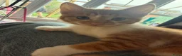 Domestic Shorthair cats for sale: Female Kitten - Advert 2