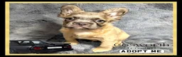 French Bulldog dogs for sale: KC Registered EXCELLENT BLOODLINE HEALTH TESTED - Advert 7