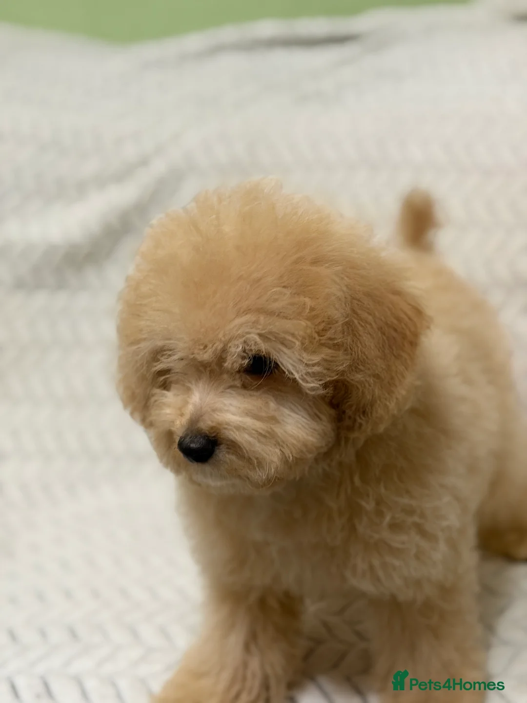 Mixed Breed dogs for sale: 🐾🐾 F1 Bb Maltipoo Puppies Boys and Girls 🐾🐾 - Advert 2