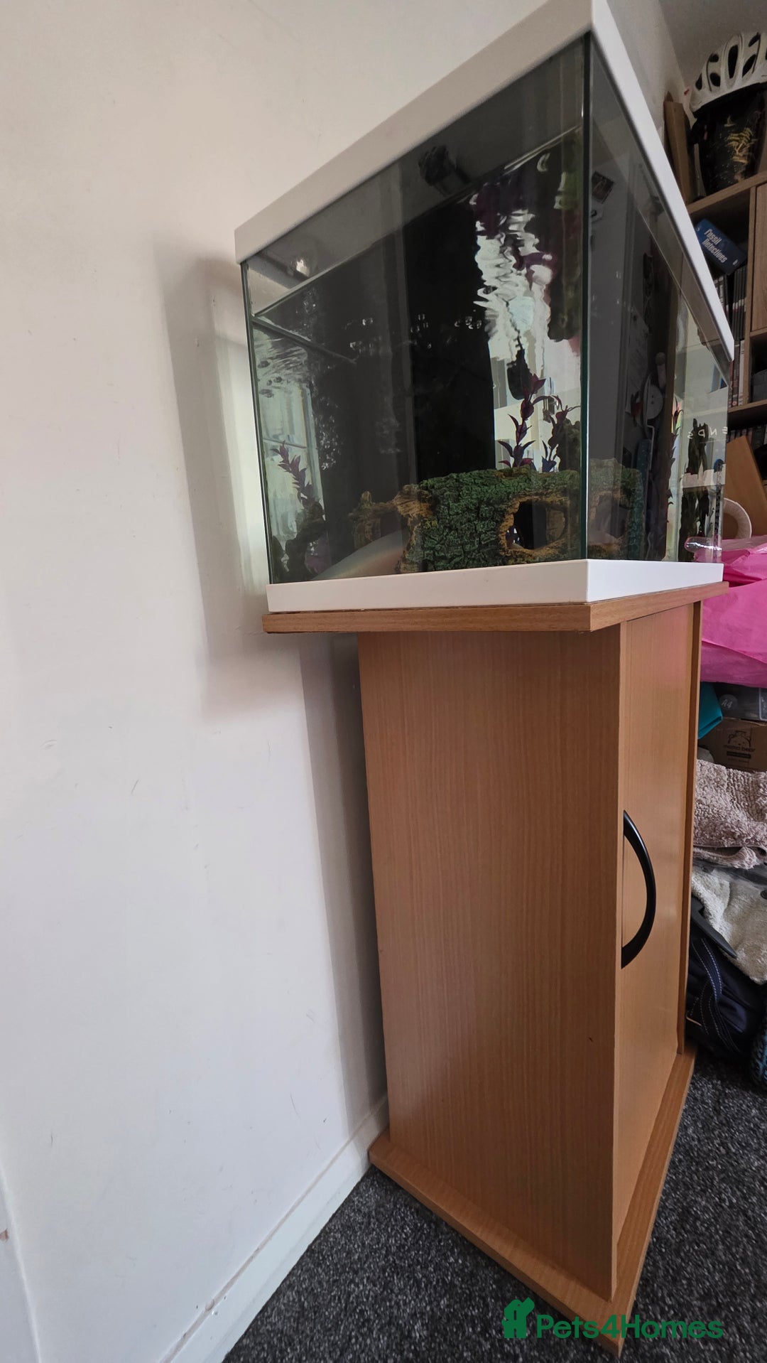 Axolotl reptiles for sale: Axolotl with tank etc - Image 5