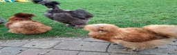 Chickens poultry for sale: Showgirl silkie chicks day old - Advert 14